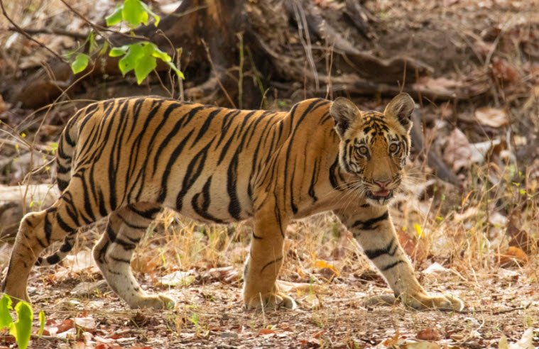 Mansingdeo Wildlife Sanctuary